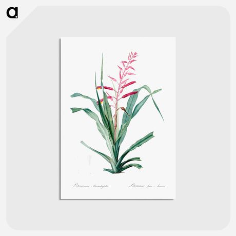 アートポストカード-Pitcairnia bromeliaefolia - ピエール ジョゼフ ルドゥーテ Postcard.