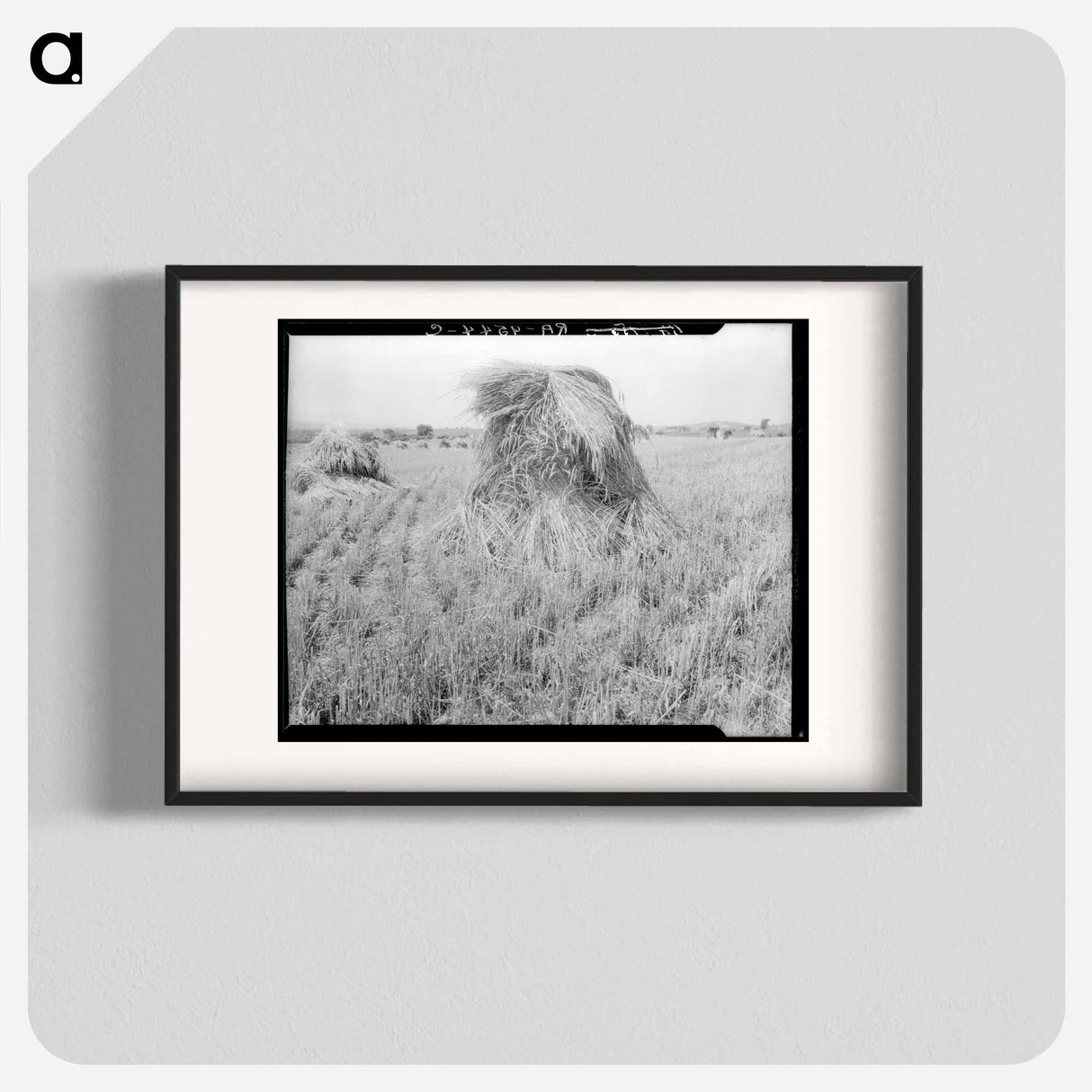 Wheat in Sperryville, Virginia - Dorothea Lange Poster.