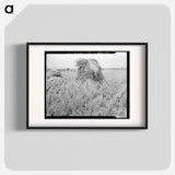 Wheat in Sperryville, Virginia - Dorothea Lange Poster.