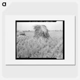 Wheat in Sperryville, Virginia - Dorothea Lange Poster.