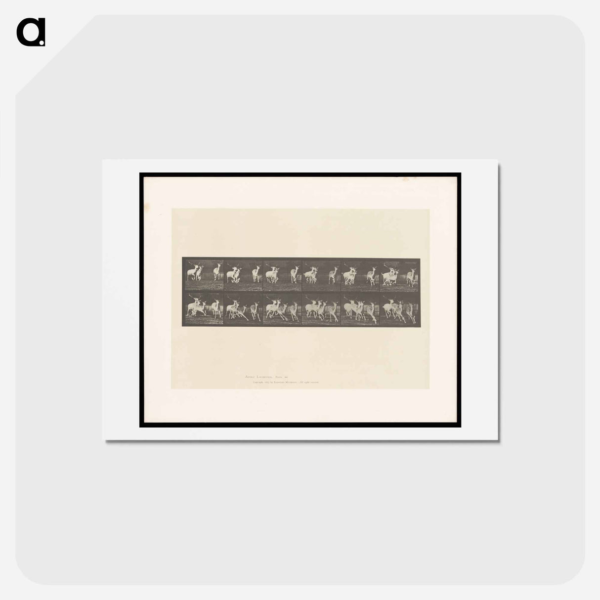 アートポストカード-Running Fallow Deer
 - エドワード マイブリッジ Postcard.