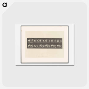 アートポストカード-Running Fallow Deer
 - エドワード マイブリッジ Postcard.