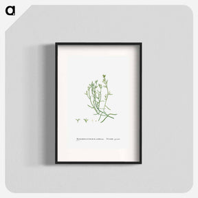 アートポスター-Mesembryanthemum Nodiflorum (Slenderleaf Iceplant) - ピエール ジョゼフ ルドゥーテ Poster.