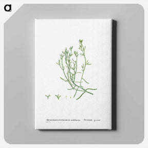 アートパネル-Mesembryanthemum Nodiflorum (Slenderleaf Iceplant) - ピエール ジョゼフ ルドゥーテ Canvas.