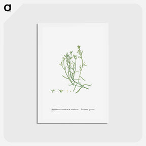 アートポストカード-Mesembryanthemum Nodiflorum (Slenderleaf Iceplant) - ピエール ジョゼフ ルドゥーテ Postcard.