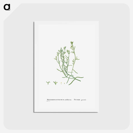 アートポストカード-Mesembryanthemum Nodiflorum (Slenderleaf Iceplant) - ピエール ジョゼフ ルドゥーテ Postcard.