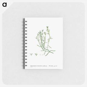 アートメモ帳-Mesembryanthemum Nodiflorum (Slenderleaf Iceplant) - ピエール ジョゼフ ルドゥーテ Memo.