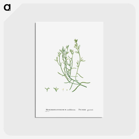 アートポストカード-Mesembryanthemum Nodiflorum (Slenderleaf Iceplant) - ピエール ジョゼフ ルドゥーテ Postcard.