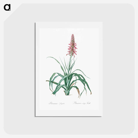 アートポストカード-Pina cortadora illustration from Les liliacées - ピエール ジョゼフ ルドゥーテ Postcard.