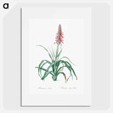 Pina cortadora illustration from The Liliacées - Pierre Joseph Redouté Poster.