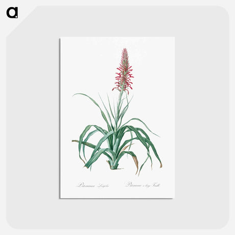 アートポストカード-Pina cortadora illustration from Les liliacées - ピエール ジョゼフ ルドゥーテ Postcard.