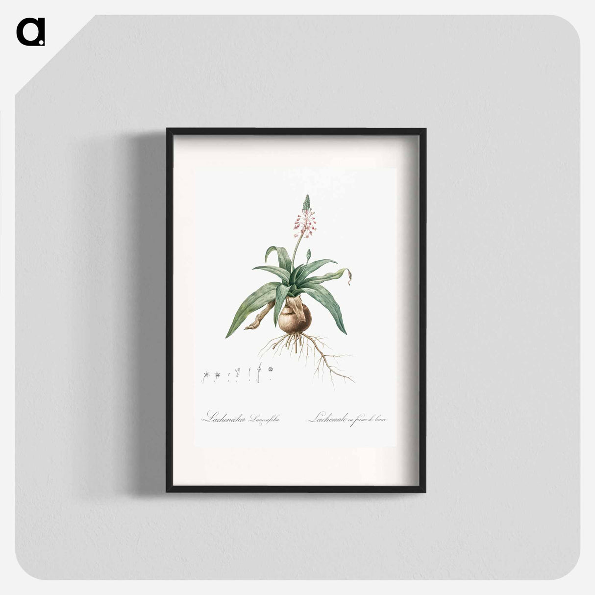 Lachenalia lanceaefolia illustration - Pierre Joseph Redouté Poster.