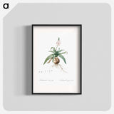 Lachenalia lanceaefolia illustration - Pierre Joseph Redouté Poster.