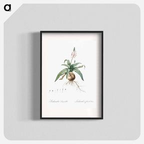 アートポスター-Lachenalia lanceaefolia illustration - ピエール ジョゼフ ルドゥーテ Poster.