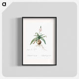 Lachenalia lanceaefolia illustration - ピエール ジョゼフ ルドゥーテ Poster.