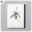 アートパネル-Lachenalia lanceaefolia illustration - ピエール ジョゼフ ルドゥーテ Canvas.