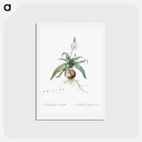 アートポストカード-Lachenalia lanceaefolia illustration - ピエール ジョゼフ ルドゥーテ Postcard.