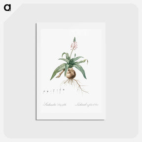 アートポストカード-Lachenalia lanceaefolia illustration - ピエール ジョゼフ ルドゥーテ Postcard.