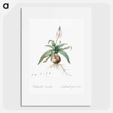 Lachenalia lanceaefolia illustration - Pierre Joseph Redouté Poster.