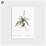 アートポストカード-Lachenalia lanceaefolia illustration - ピエール ジョゼフ ルドゥーテ Postcard.