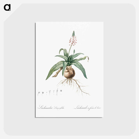 アートポストカード-Lachenalia lanceaefolia illustration - ピエール ジョゼフ ルドゥーテ Postcard.