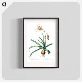 アートポスター-Amaryllis Broussonetii - ピエール ジョゼフ ルドゥーテ Poster.
