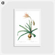 アートポストカード-Amaryllis Broussonetii - ピエール ジョゼフ ルドゥーテ Postcard.