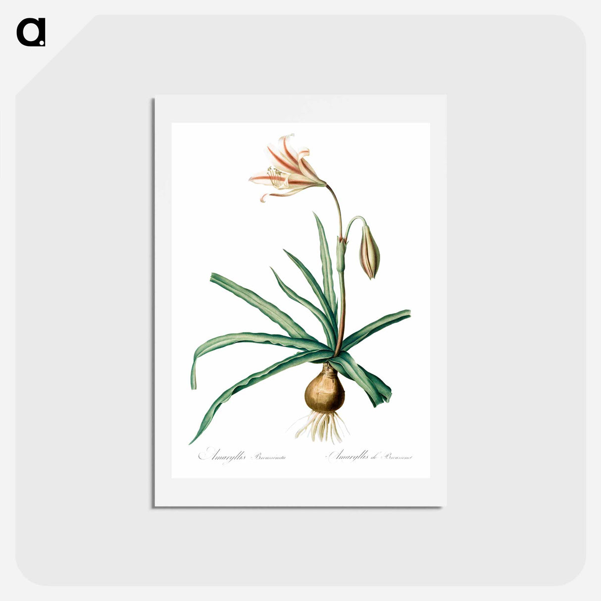 アートポストカード-Amaryllis Broussonetii - ピエール ジョゼフ ルドゥーテ Postcard.