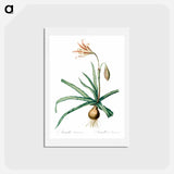 アートポストカード-Amaryllis Broussonetii - ピエール ジョゼフ ルドゥーテ Postcard.
