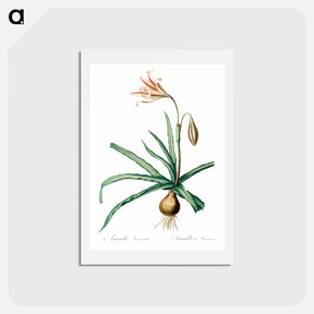 アートポストカード-Amaryllis Broussonetii - ピエール ジョゼフ ルドゥーテ Postcard.