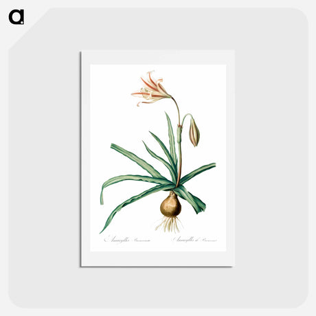 アートポストカード-Amaryllis Broussonetii - ピエール ジョゼフ ルドゥーテ Postcard.