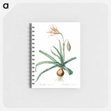 Amaryllis Broussonetii - ピエール ジョゼフ ルドゥーテ Memo.