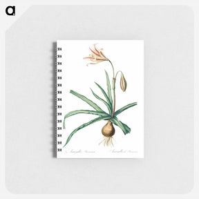 アートメモ帳-Amaryllis Broussonetii - ピエール ジョゼフ ルドゥーテ Memo.