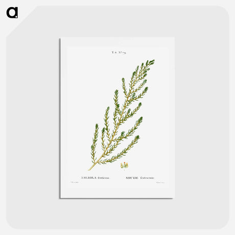 アートポストカード-Shrubby seablight - ピエール ジョゼフ ルドゥーテ Postcard.