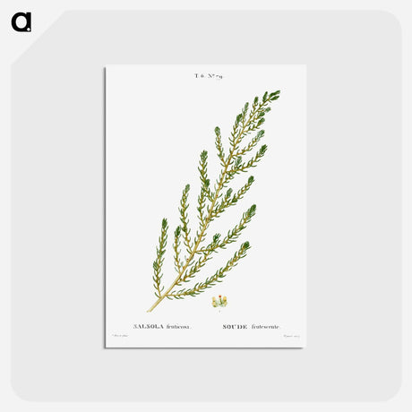 アートポストカード-Shrubby seablight - ピエール ジョゼフ ルドゥーテ Postcard.