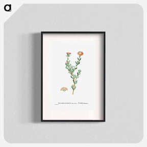 アートポスター-Mesembryanthemum Filamentosum (Thready Fig–Marigold) - ピエール ジョゼフ ルドゥーテ Poster.
