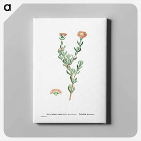 アートパネル-Mesembryanthemum Filamentosum (Thready Fig–Marigold) - ピエール ジョゼフ ルドゥーテ Canvas.