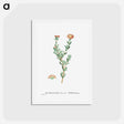 アートポストカード-Mesembryanthemum Filamentosum (Thready Fig–Marigold) - ピエール ジョゼフ ルドゥーテ Postcard.