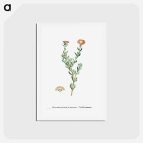 アートポストカード-Mesembryanthemum Filamentosum (Thready Fig–Marigold) - ピエール ジョゼフ ルドゥーテ Postcard.
