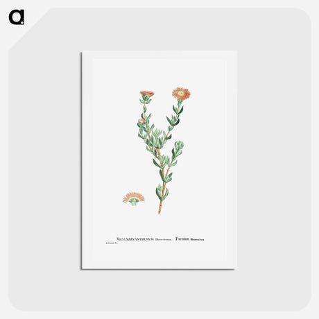 アートポストカード-Mesembryanthemum Filamentosum (Thready Fig–Marigold) - ピエール ジョゼフ ルドゥーテ Postcard.