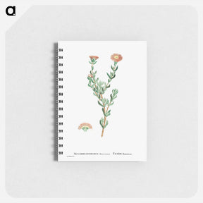 アートメモ帳-Mesembryanthemum Filamentosum (Thready Fig–Marigold) - ピエール ジョゼフ ルドゥーテ Memo.