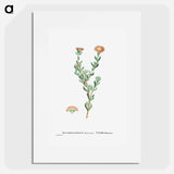 Mesembryanthemum Filamentosum (Thready Fig–Marigold) - ピエール ジョゼフ ルドゥーテ Poster.