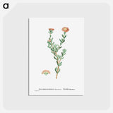 アートポストカード-Mesembryanthemum Filamentosum (Thready Fig–Marigold) - ピエール ジョゼフ ルドゥーテ Postcard.