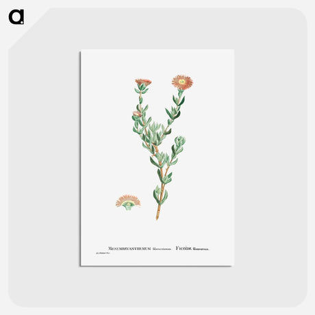 アートポストカード-Mesembryanthemum Filamentosum (Thready Fig–Marigold) - ピエール ジョゼフ ルドゥーテ Postcard.