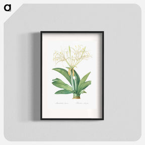 アートポスター-Pancratium speciosum - ピエール ジョゼフ ルドゥーテ Poster.