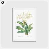 アートポストカード-Pancratium speciosum - ピエール ジョゼフ ルドゥーテ Postcard.