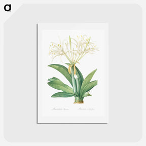 アートポストカード-Pancratium speciosum - ピエール ジョゼフ ルドゥーテ Postcard.