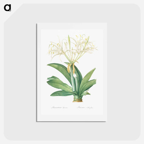 アートポストカード-Pancratium speciosum - ピエール ジョゼフ ルドゥーテ Postcard.