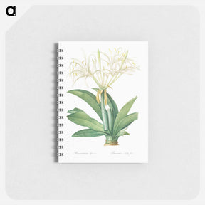 アートメモ帳-Pancratium speciosum - ピエール ジョゼフ ルドゥーテ Memo.
