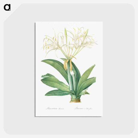 アートポストカード-Pancratium speciosum - ピエール ジョゼフ ルドゥーテ Postcard.
